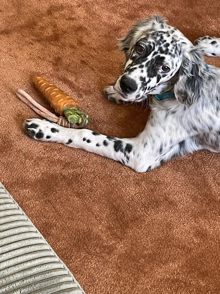 Couchage, jouet, détente