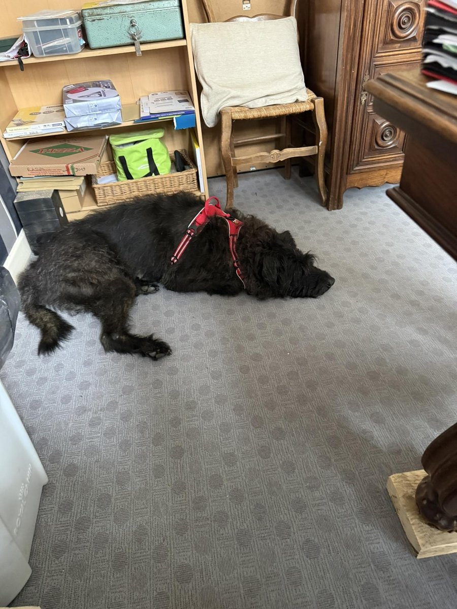 Accueil chien Comme à la Maison en halte-garderie à Saint-Brieuc